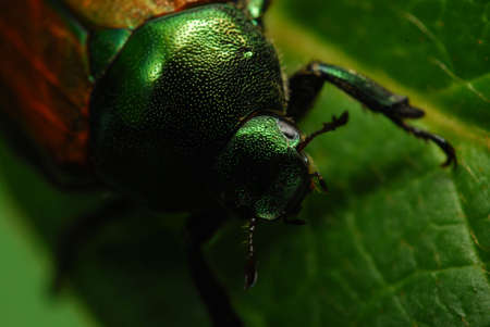 Beetle in the Gardenの写真素材