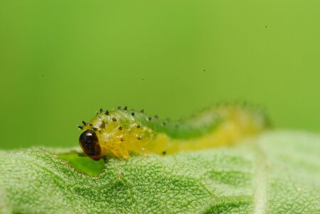 Caterpillar on Leafの写真素材