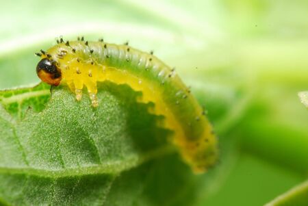 Caterpillar on a Leafの写真素材