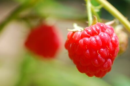 Raspberry Growing in the Gardenの写真素材