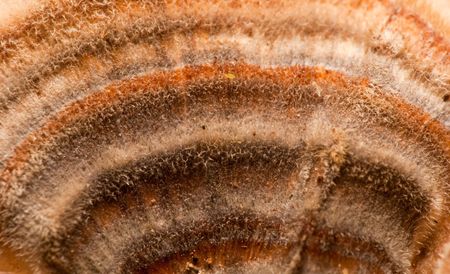 Closeup of fungi growing on a dead tree. の写真素材