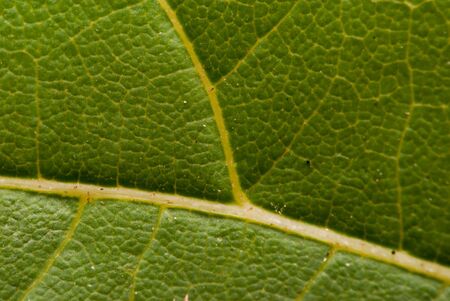 Closeup of detail of a leaf. 