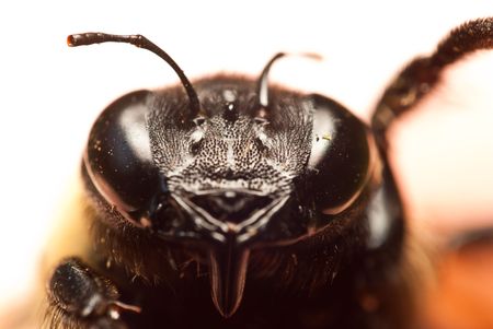 Face of a bee at a close up perspective. の写真素材