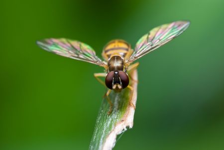 Fly bee on top of a blade of grass. の写真素材