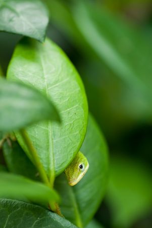Green lizard hiding behind a leaf in Florida. の写真素材