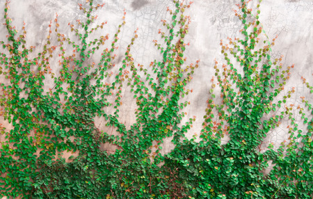 The Green Creeper On Wallの写真素材