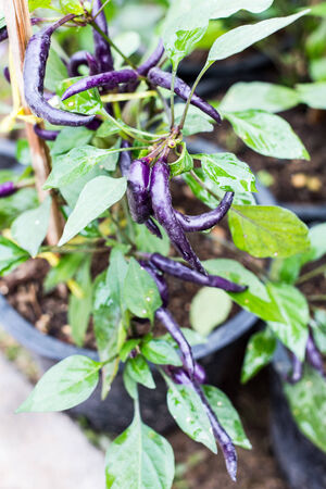 Purple pepper on treeの写真素材