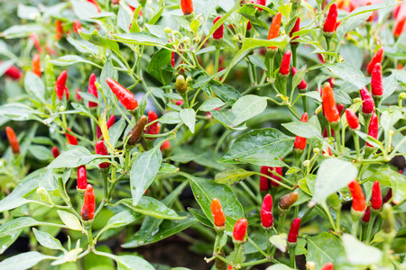 Red peppers on treeの写真素材