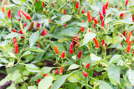 Red peppers on treeの写真素材