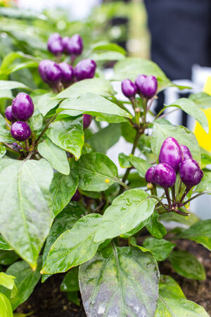 Purple pepper on treeの写真素材