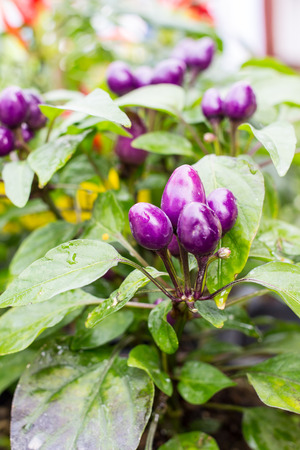 Purple pepper on treeの写真素材