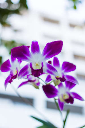 Purple orchid flowerの写真素材