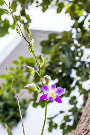 Purple Orchids Flowerの写真素材