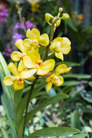 yellow orchid flowerの写真素材
