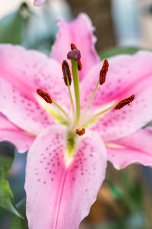 Pink lily flower closeup viewの写真素材