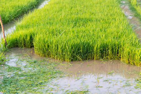 Young rice fieldの写真素材