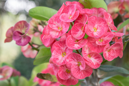 Euphorbia flowers redの写真素材