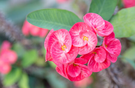 Euphorbia flowers redの写真素材