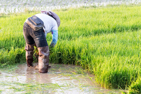 Rice farmers on rice field in Thailandの写真素材