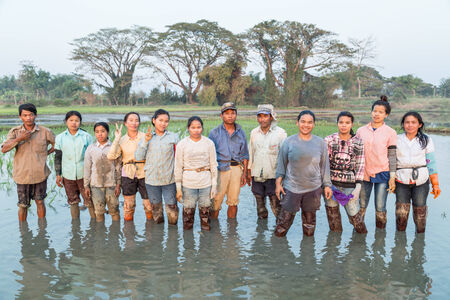 Thailand Chiangmai FEB 28  Thai Farmers on rice field In Chiangmai on February 27,2014  Thailandのeditorial素材