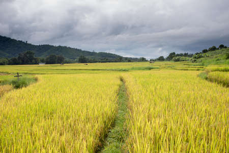 thai rice fields, golden rice ready for harvestの写真素材