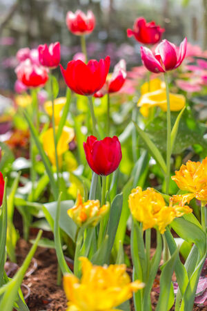 tulip in the fieldの写真素材