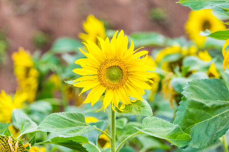 Sunflowerの写真素材