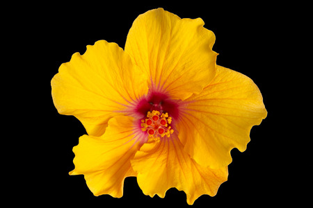 Yellow hibiscus isolated on black backgroundの写真素材