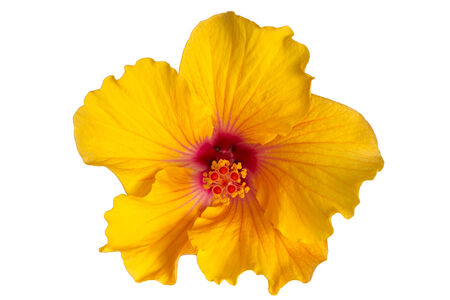 Yellow hibiscus isolated on white backgroundの写真素材