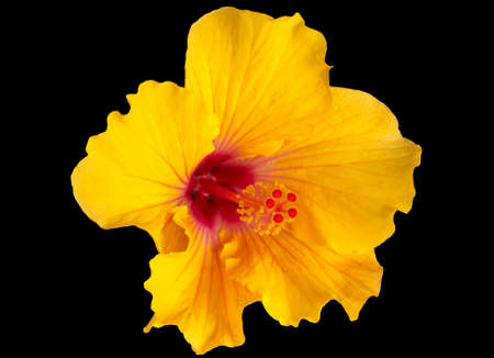 Yellow hibiscus on black backgroundの写真素材