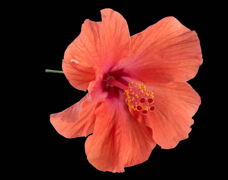 Red hibiscus isolated on black backgroundの写真素材