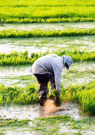 Rice farmers on rice field in Chiangmai Thailandのeditorial素材