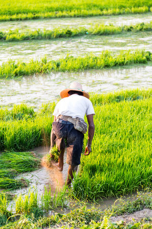 Rice farmers on rice field in Chiangmai Thailandの写真素材