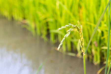 Young rice field  Thailand, Chiangmaiの写真素材
