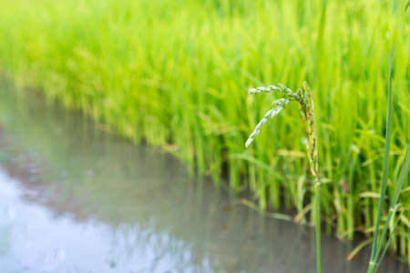Young rice field  Thailand, Chiangmaiの写真素材