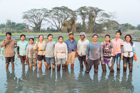Thailand Chiangmai FEB 28: Thai Farmers on rice field In Chiangmai on February 27,2014. Thailandのeditorial素材
