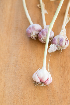 raw garlic on a wooden plankの写真素材