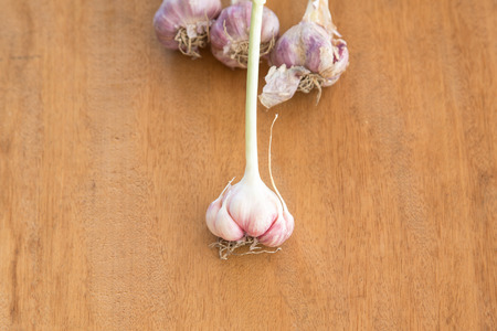 raw garlic on a wooden plankの写真素材