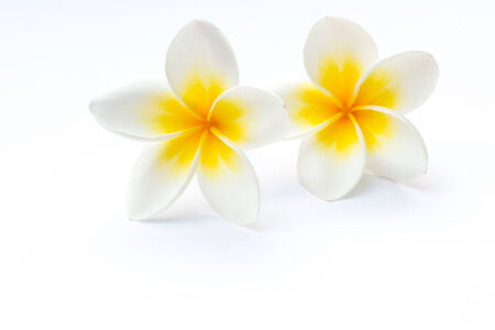 Frangipani (plumeria) flowers isolated on whiteの写真素材