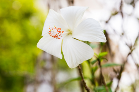 white hibiscus flower in gardenの写真素材