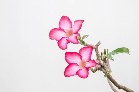Closeup of Pink Bigononia or Desert Rose (tropical flower)の写真素材