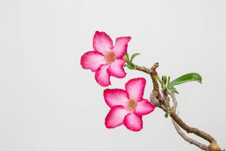 Closeup of Pink Bigononia or Desert Rose (tropical flower) with raindrop on white background.の写真素材