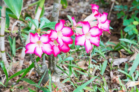 Pink Bigononia or Desert Rose (tropical flower)の写真素材