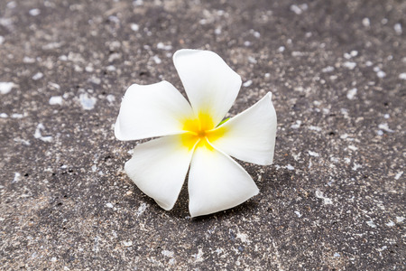 Frangipani (plumeria) flowersの写真素材