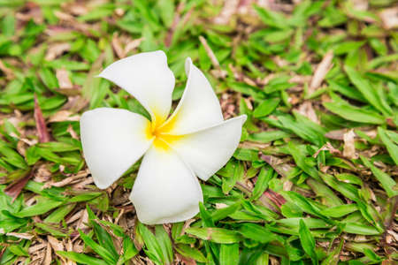 Frangipani (plumeria) flowersの写真素材