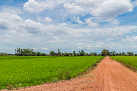 countryside farm track running through rice fields on the thailand under a cloudy blue skyの写真素材