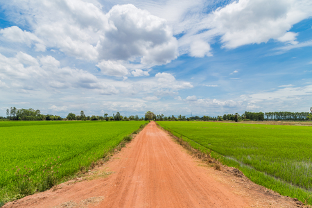 countryside farm track running through rice fields on the thailand under a cloudy blue skyの写真素材