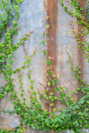 Green creeper on cement wallの写真素材