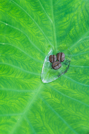 Coffee bean in raindrop on caladium leafの写真素材