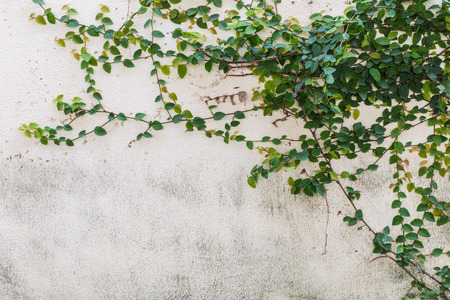 Green creeper on cement wallの写真素材